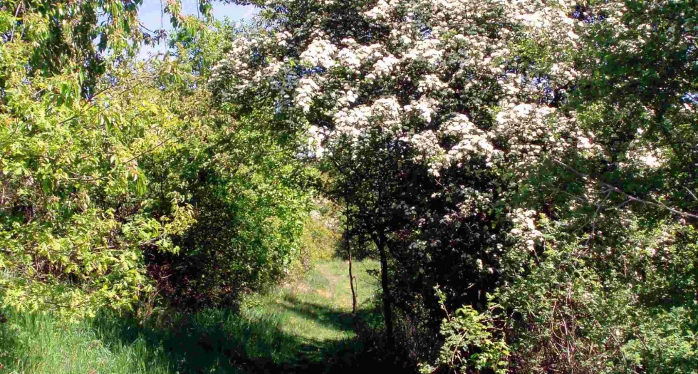Karstwanderweg_bei_Questenberg